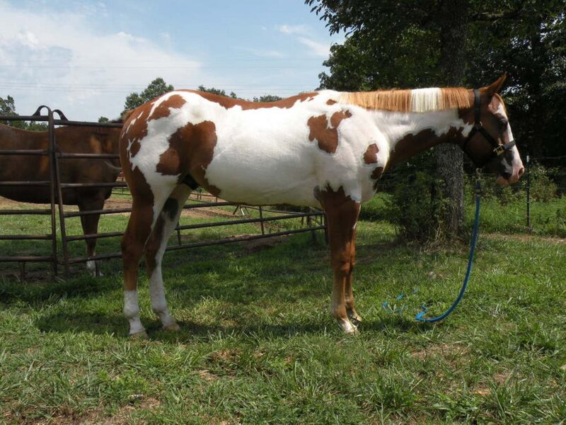 Brown and White Horse — Calm, Afternoon, Photograph, Fence, Tree
