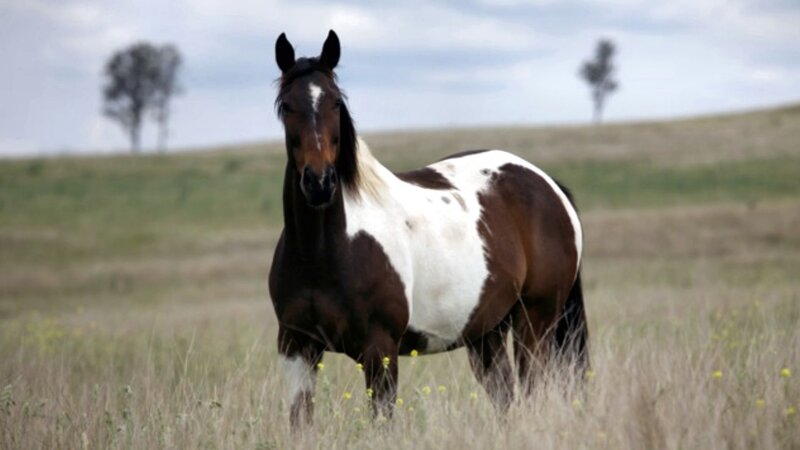 Brown and White Horse — Calm, Afternoon, Photograph, Field
