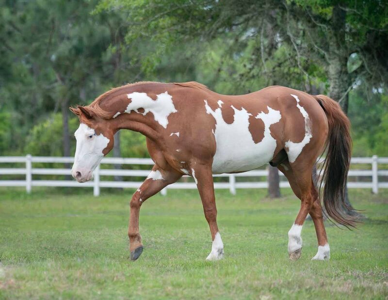 Brown and White Horse — Calm, Afternoon, Photograph, Grass Field