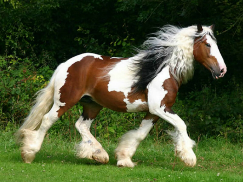 Brown and White Horse — Calm, Afternoon, Photograph, Grass