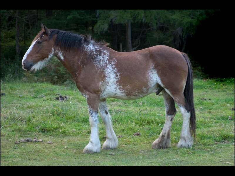 Brown and White Horse — Calm, Afternoon, Photograph, Grass, Trees