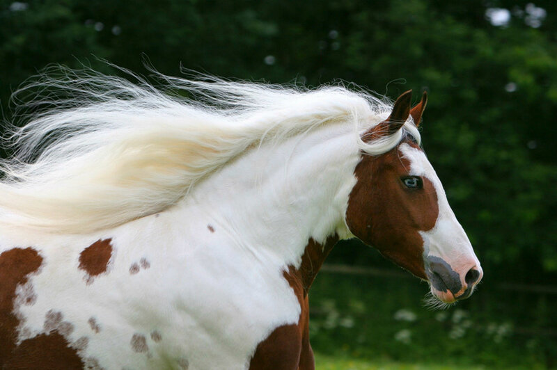 Brown and White Horse — Calm, Afternoon, Photograph, Green Trees