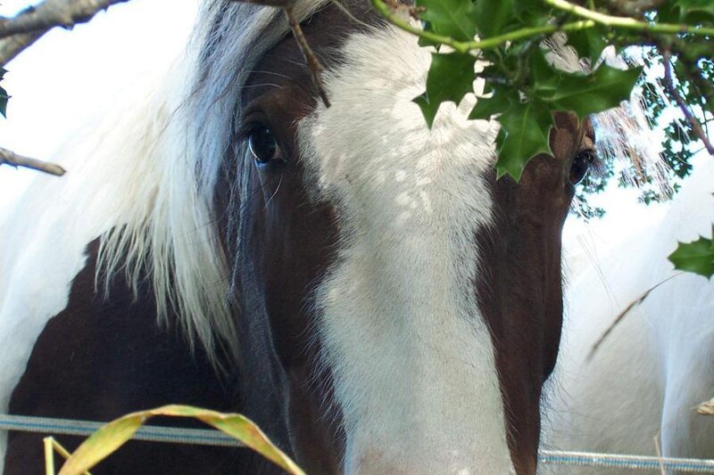 Brown and White Horse — Calm, Afternoon, Photograph, Leaves