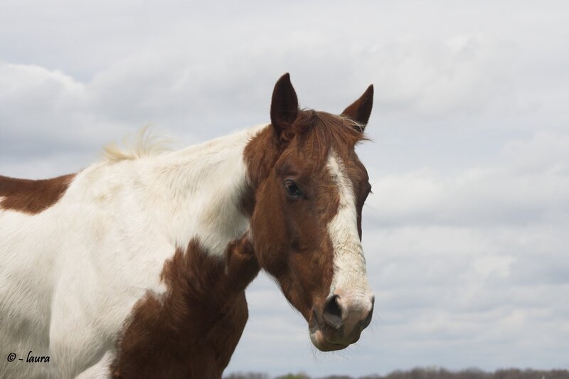 Brown and White Horse — Calm, Afternoon, Photograph, Sky, Clouds