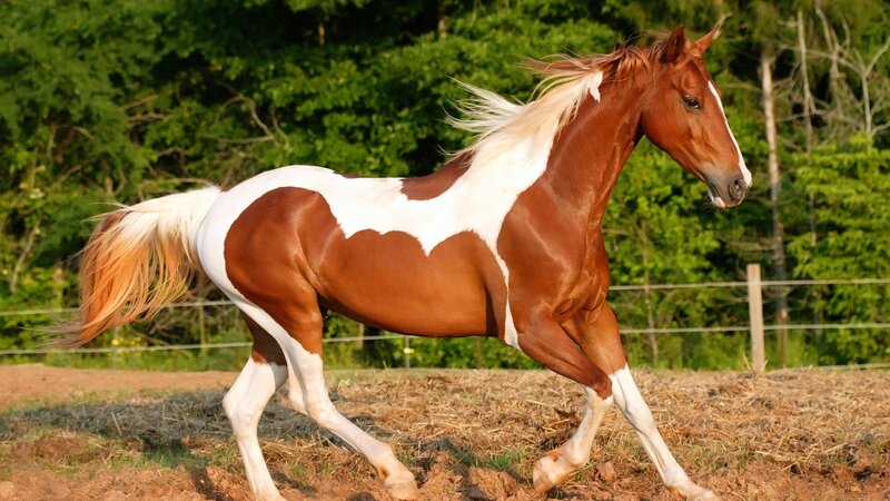 Brown and White Horse — Calm, Afternoon, Photograph, Trees