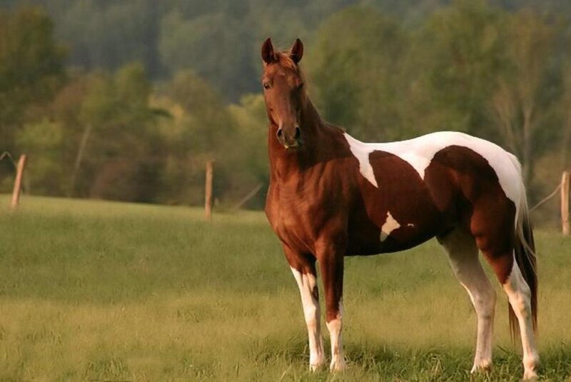 Brown and White Horse — Calm, Afternoon