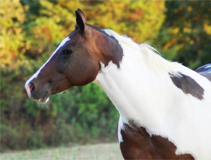 Brown and White Horse — Calm, Autumn
