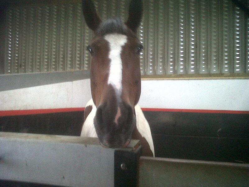 Brown and White Horse — Calm, Photograph, Stable
