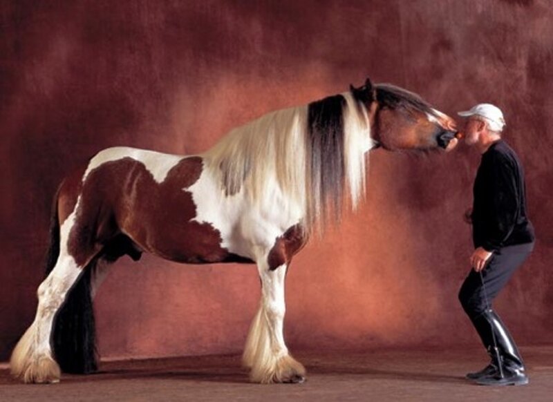 Brown and White Horse — Calm, Photograph