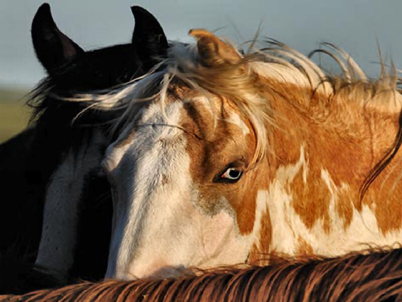 Brown and White Horse — Calm, Sunset