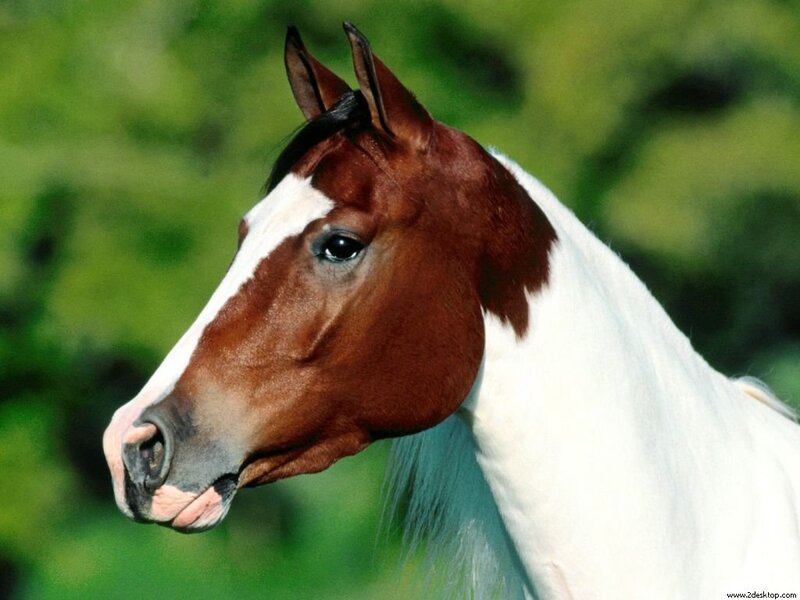 Brown and White Horse — Calm