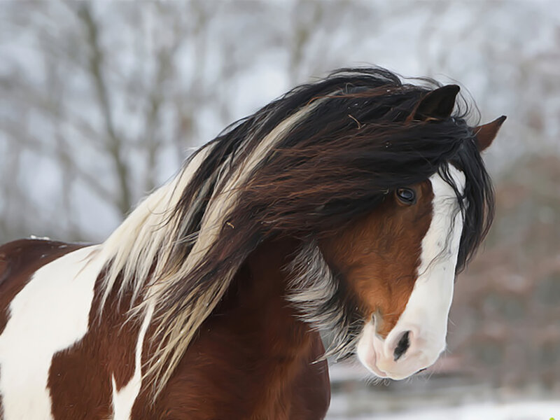 Brown and White Horse — Calm, Winter, Photograph