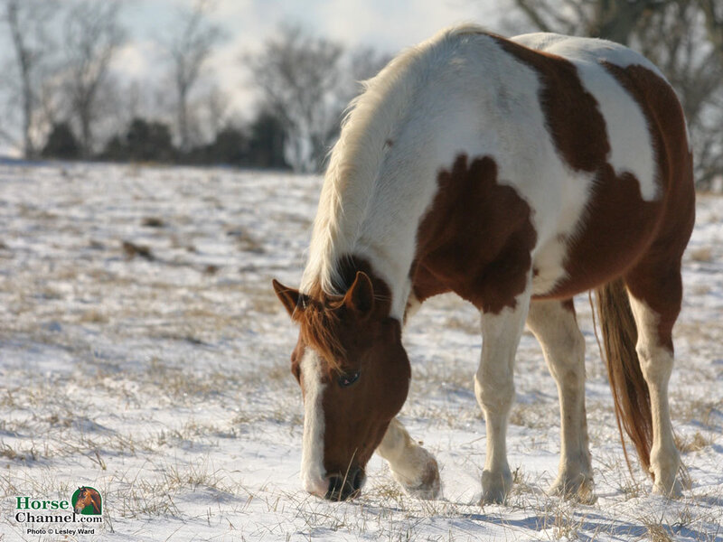 Brown and White Horse — Calm, Winter