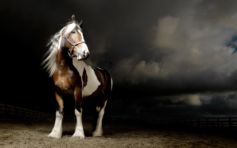 Brown and White Horse — Dramatic, Night, Photograph