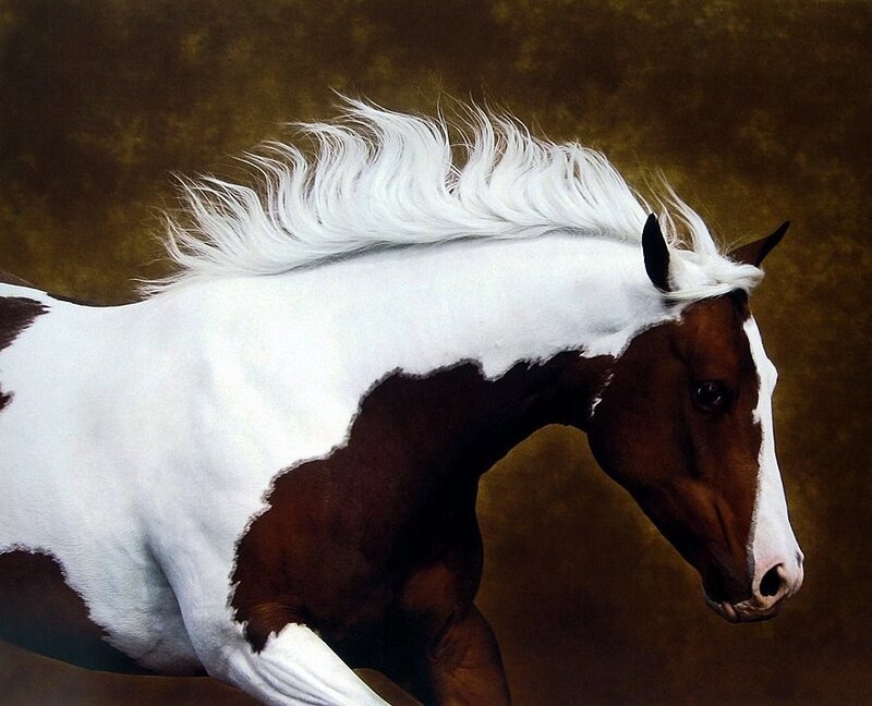 Brown and White Horse — Dramatic, Painting