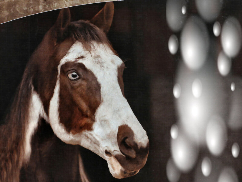 Brown and White Horse — Dramatic, Photograph
