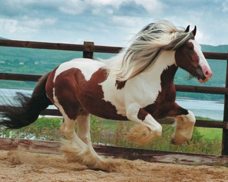 Brown and White Horse — Dynamic, Afternoon, Photograph, Fence
