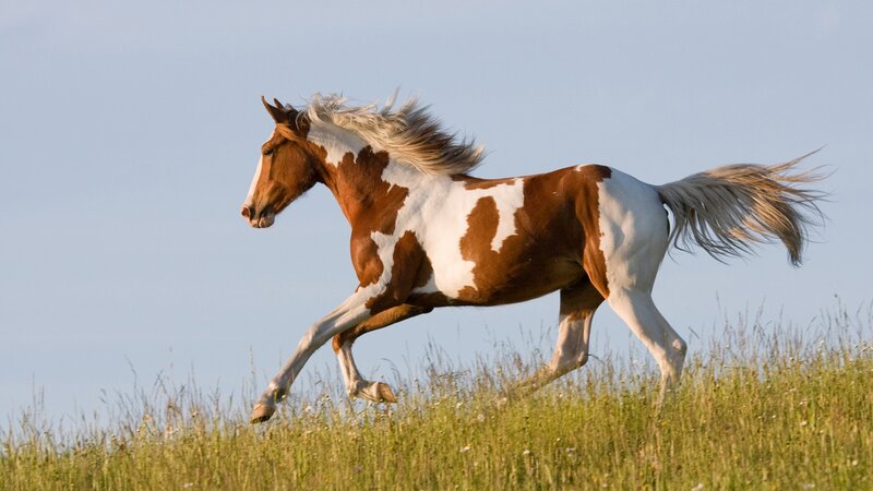 Brown and White Horse — Dynamic, Afternoon, Photograph, Grass