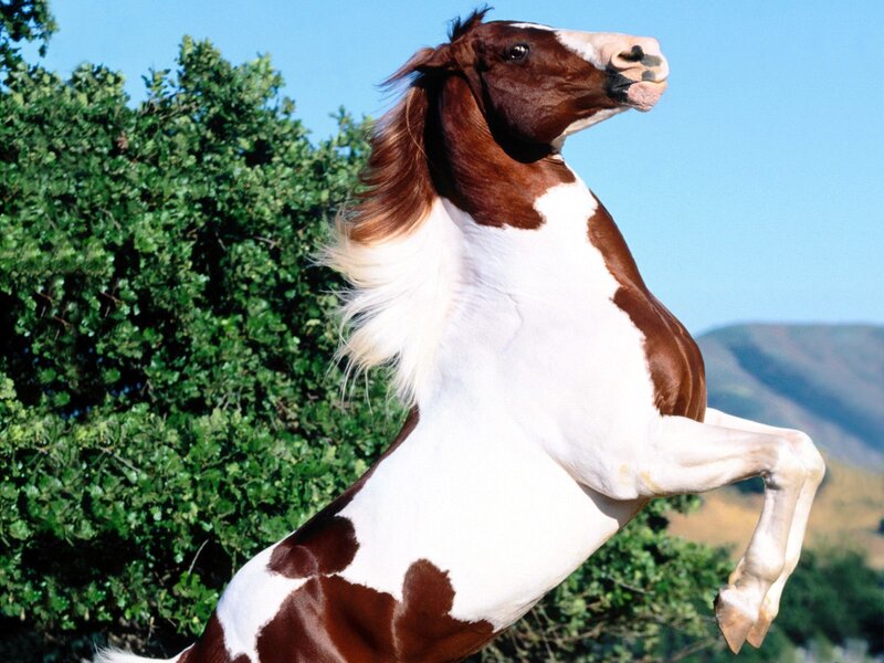 Brown and White Horse — Dynamic, Afternoon, Photograph