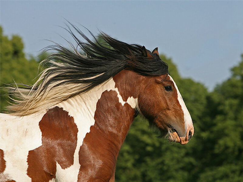 Brown and White Horse — Dynamic, Afternoon, Photograph, Trees