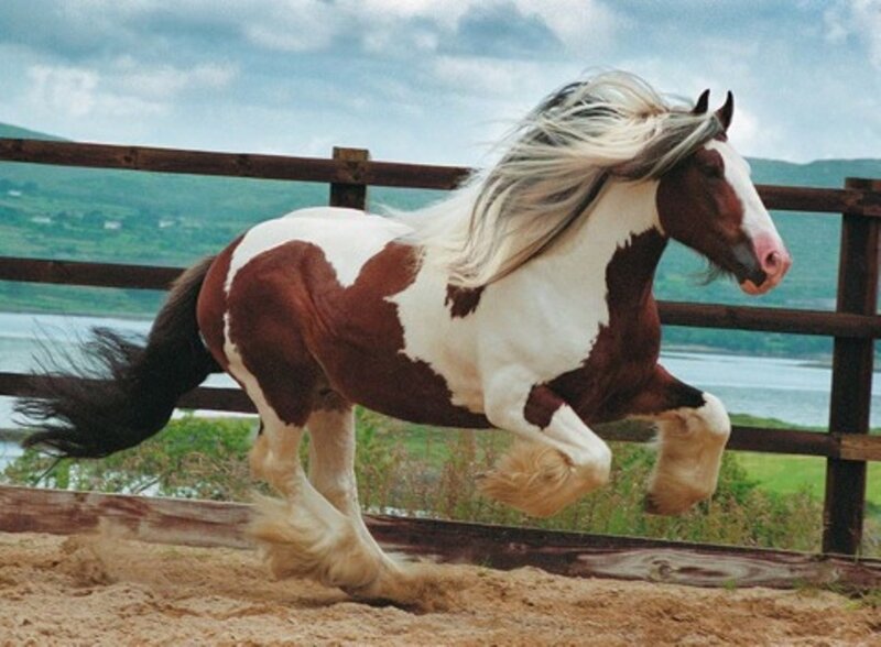 Brown and White Horse — Dynamic, Afternoon