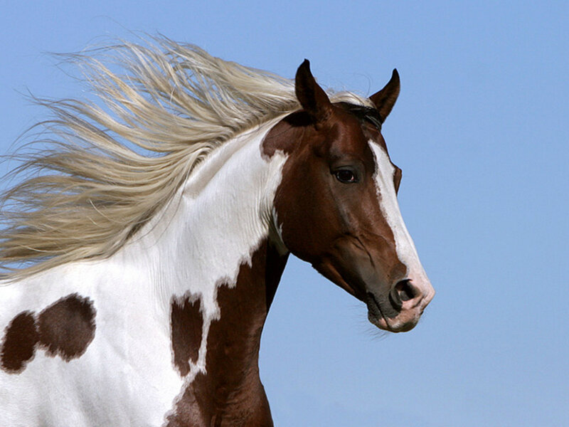 Brown and White Horse — Dynamic, Photograph, Sky