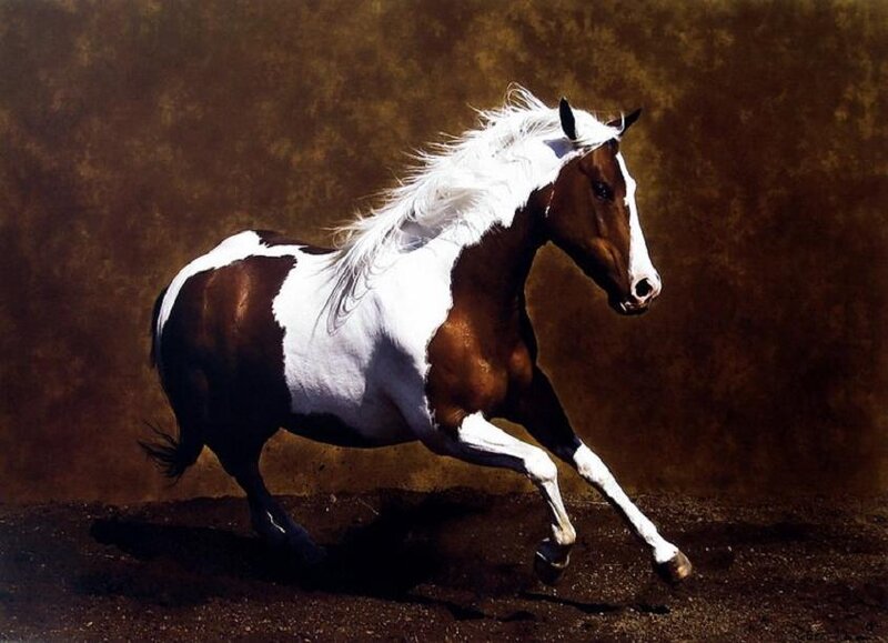 Brown and White Horse — Dynamic, Photograph