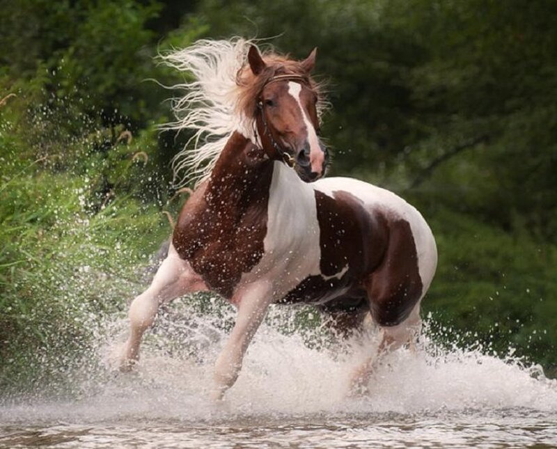 Brown and White Horse — Dynamic, Photograph, Water