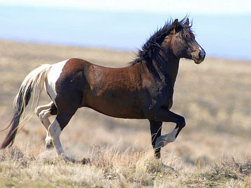 Brown and White Horse — Dynamic
