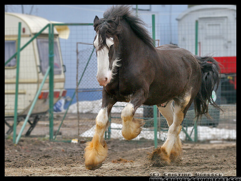 Brown and White Horse — Dynamic, Winter, Photograph, Caravan