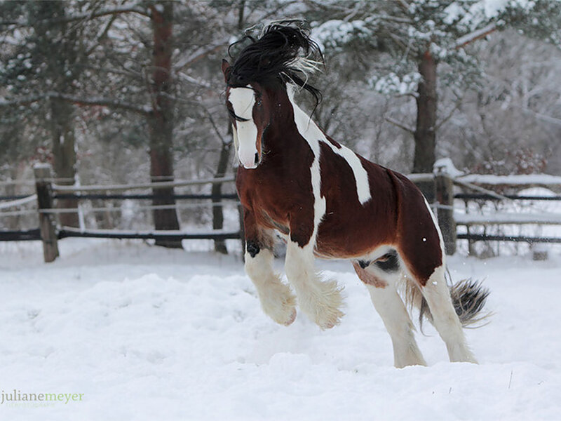 Brown and White Horse — Dynamic, Winter, Photograph