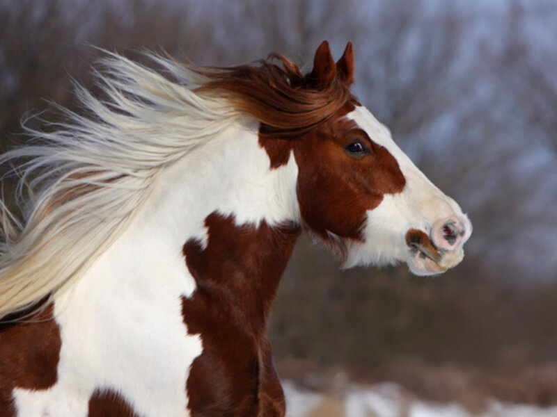 Brown and White Horse — Dynamic, Winter
