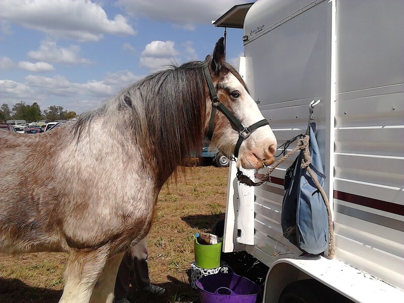 Brown and White Horse — Gray