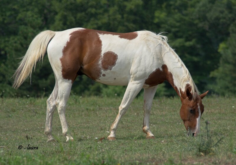 brown and white horse grazing