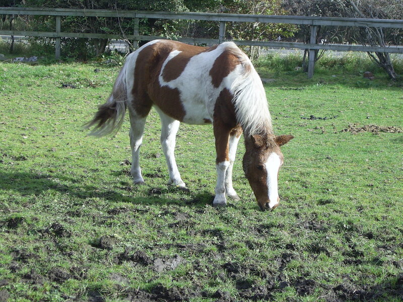 brown and white horse grazing