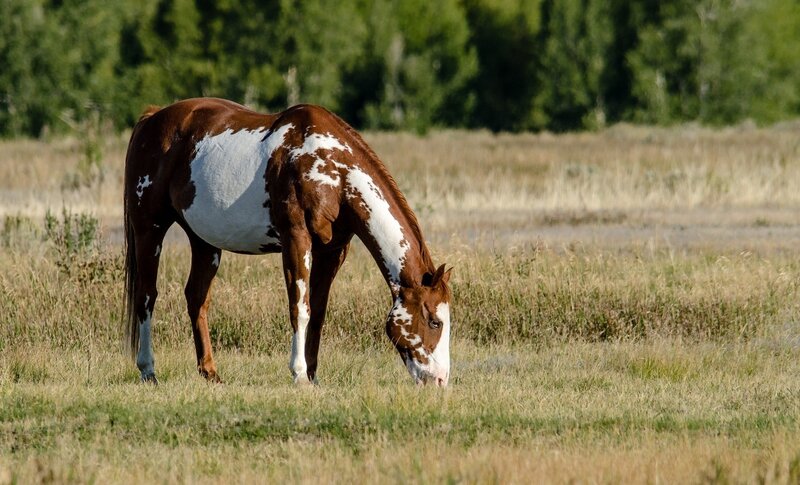 brown and white horse grazing