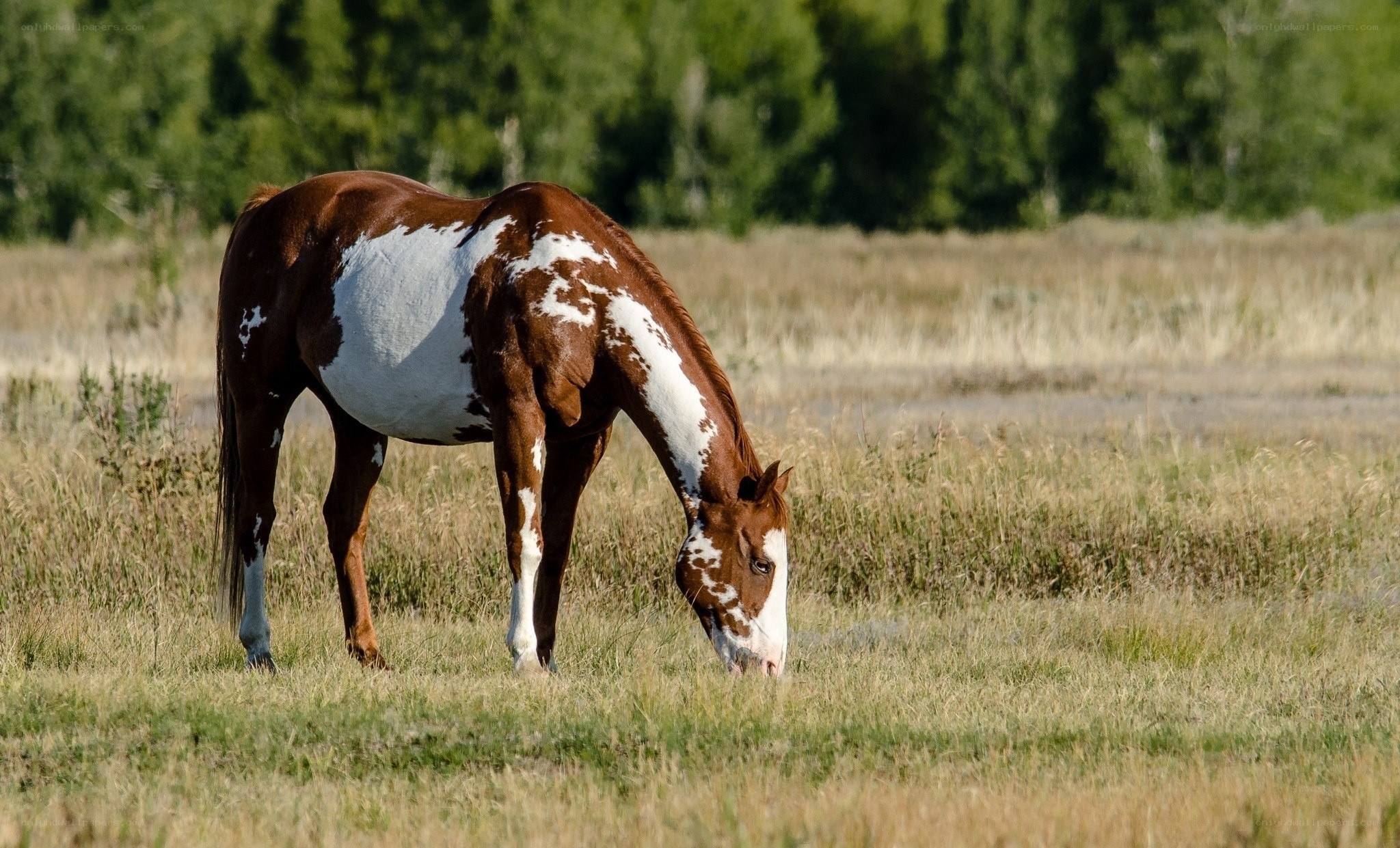 brown and white horse grazing