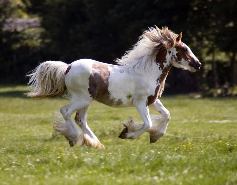 Brown and White Horse — Green, Active