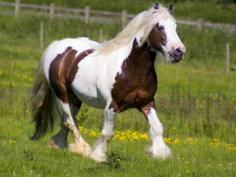 Brown and White Horse — Green, Calm, Afternoon, Photograph