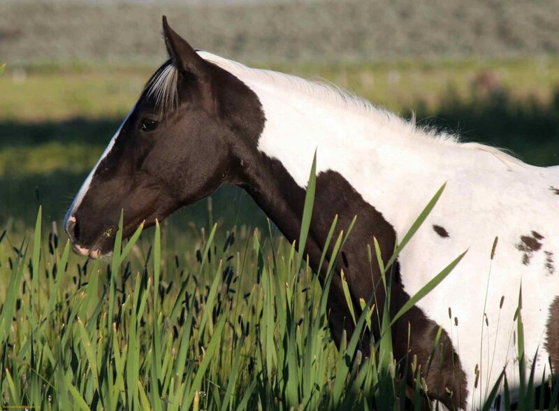 Brown and White Horse — Green, Calm, Afternoon