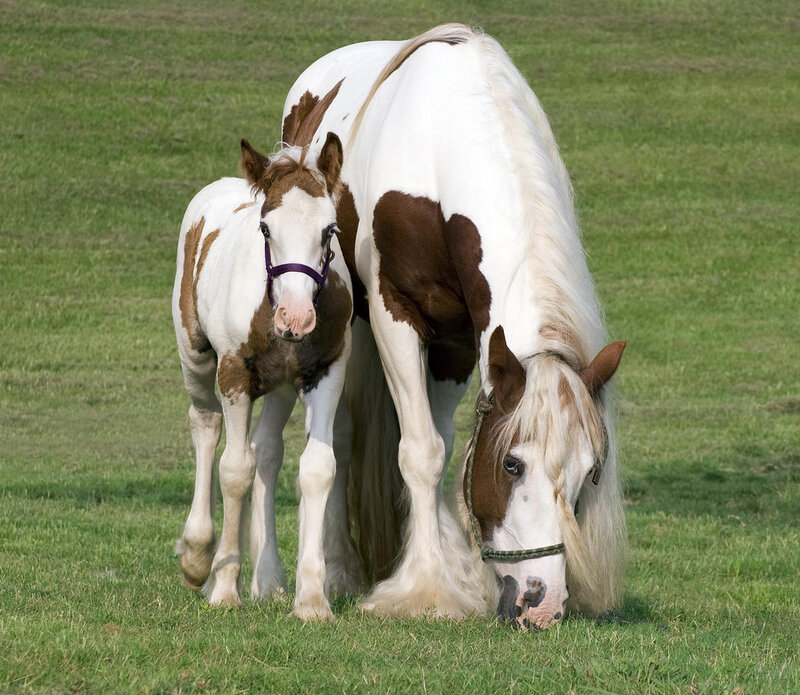 Brown and White Horse — Green, Calm