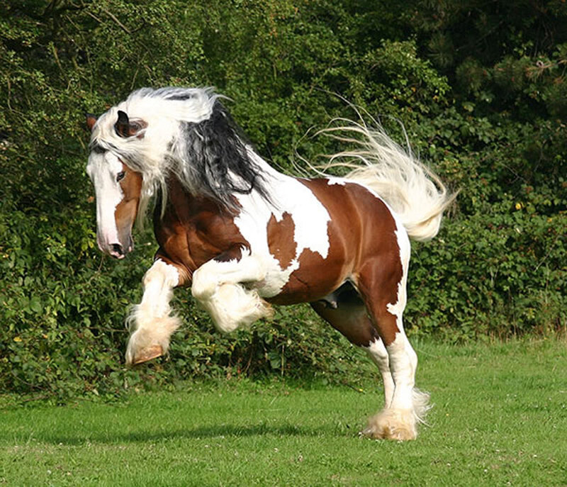 Brown and White Horse — Green, Dynamic, Afternoon