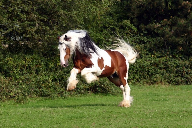 Brown and White Horse — Green, Dynamic