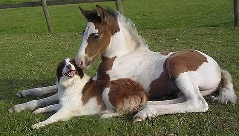 Brown and White Horse — Green, Peaceful
