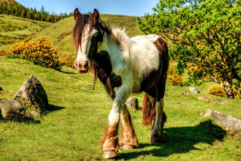 Brown and White Horse — Green, Serene, Afternoon, Photograph, Grass