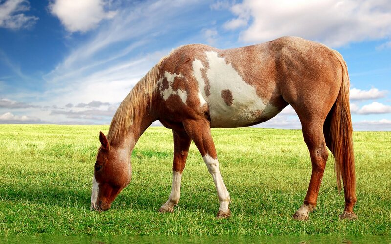 Brown and White Horse — Green, Serene, Afternoon, Photograph