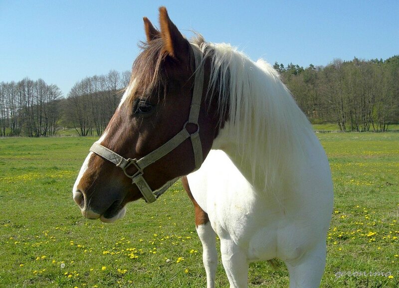 Brown and White Horse — Green, Serene, Spring, Photograph