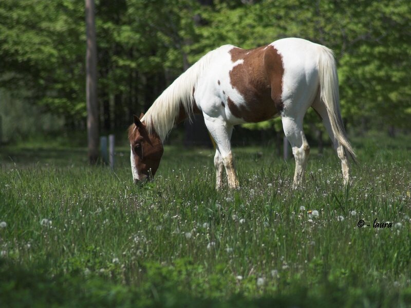 Brown and White Horse — Green, Serene, Spring