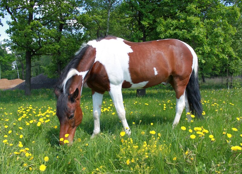 Brown and White Horse — Green, Serene, Summer