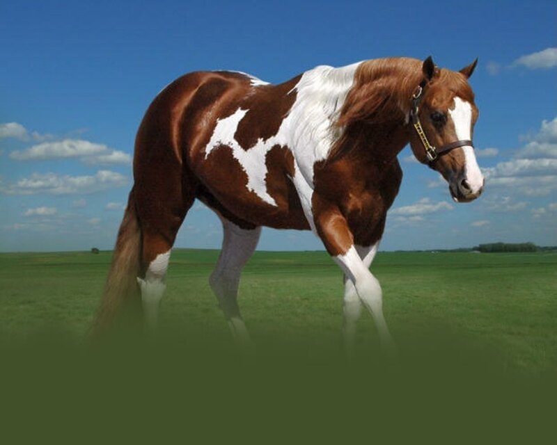 Brown and White Horse — Green, Serene